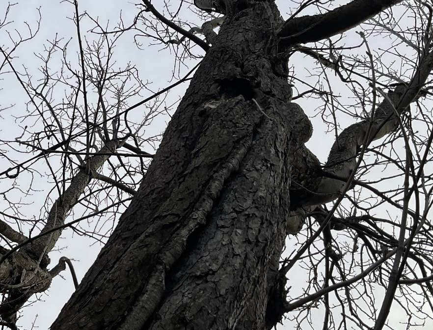 Cables to support old defective chestnut tree