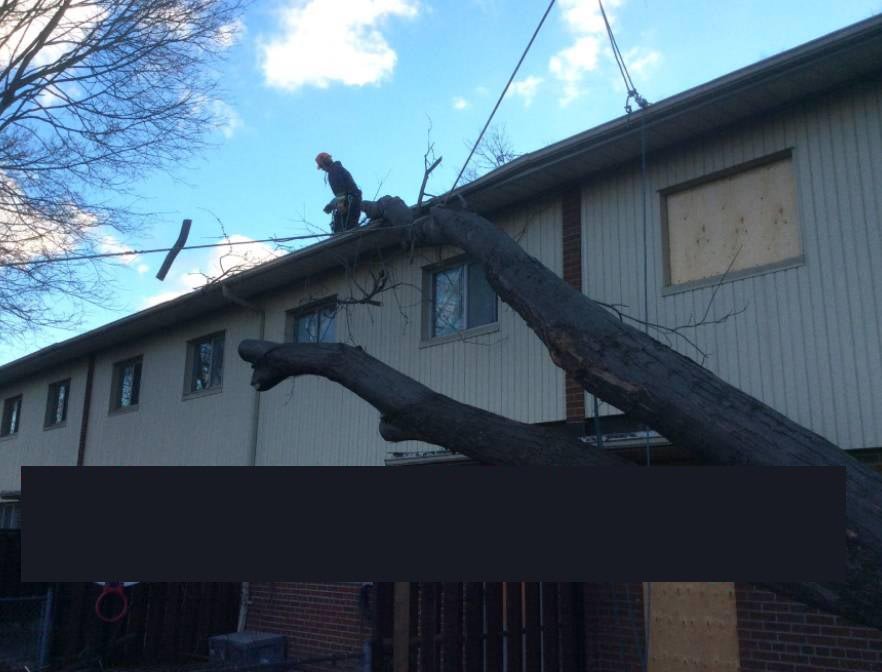 Rigging and lifting failed tree from building