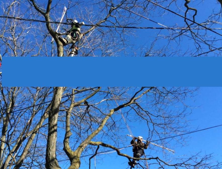 Tree workers thinning limbs