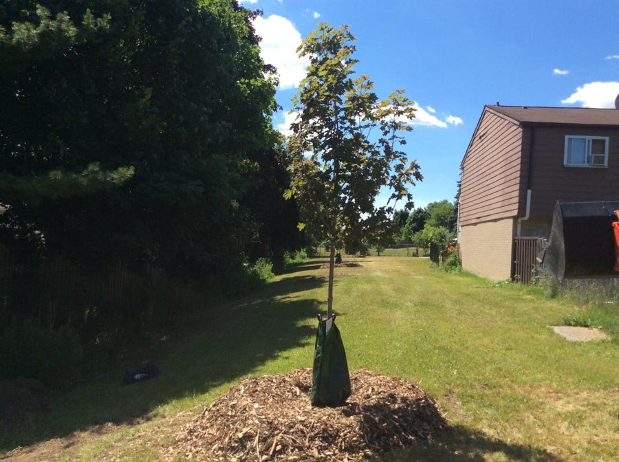 Toronto Tree Removal