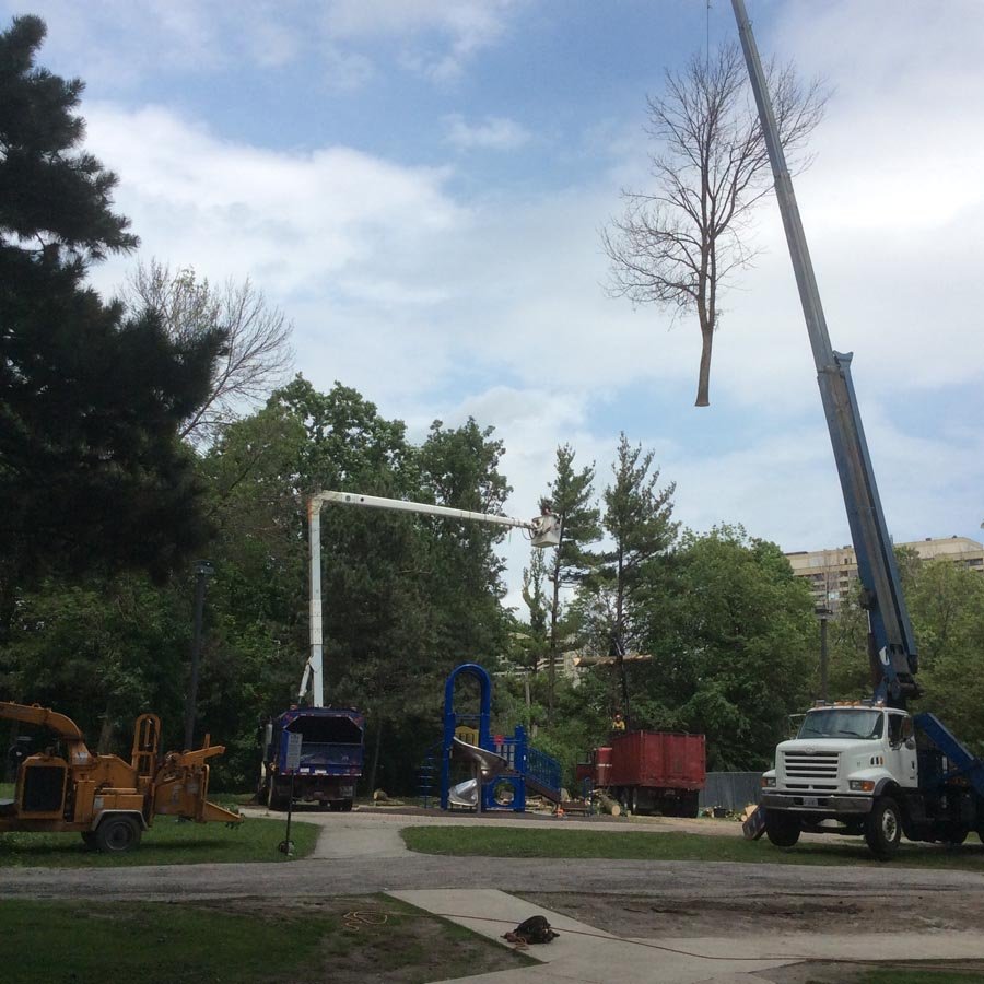 Toronto Tree Removal