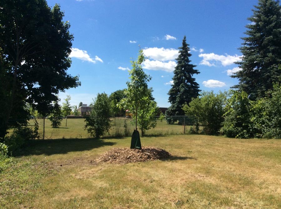 Toronto Tree Removal