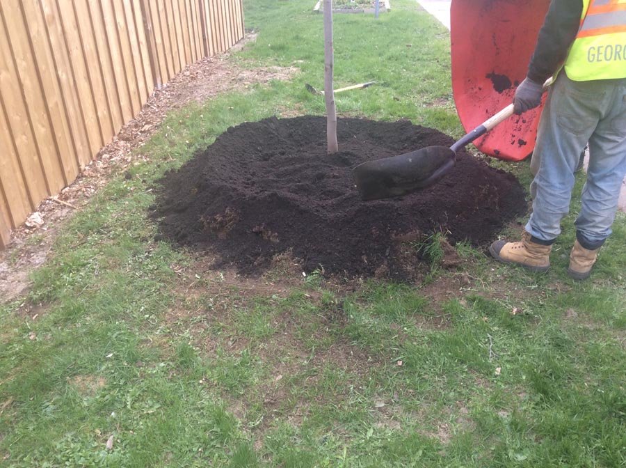 Planted Trees Toronto Tree Removal Services