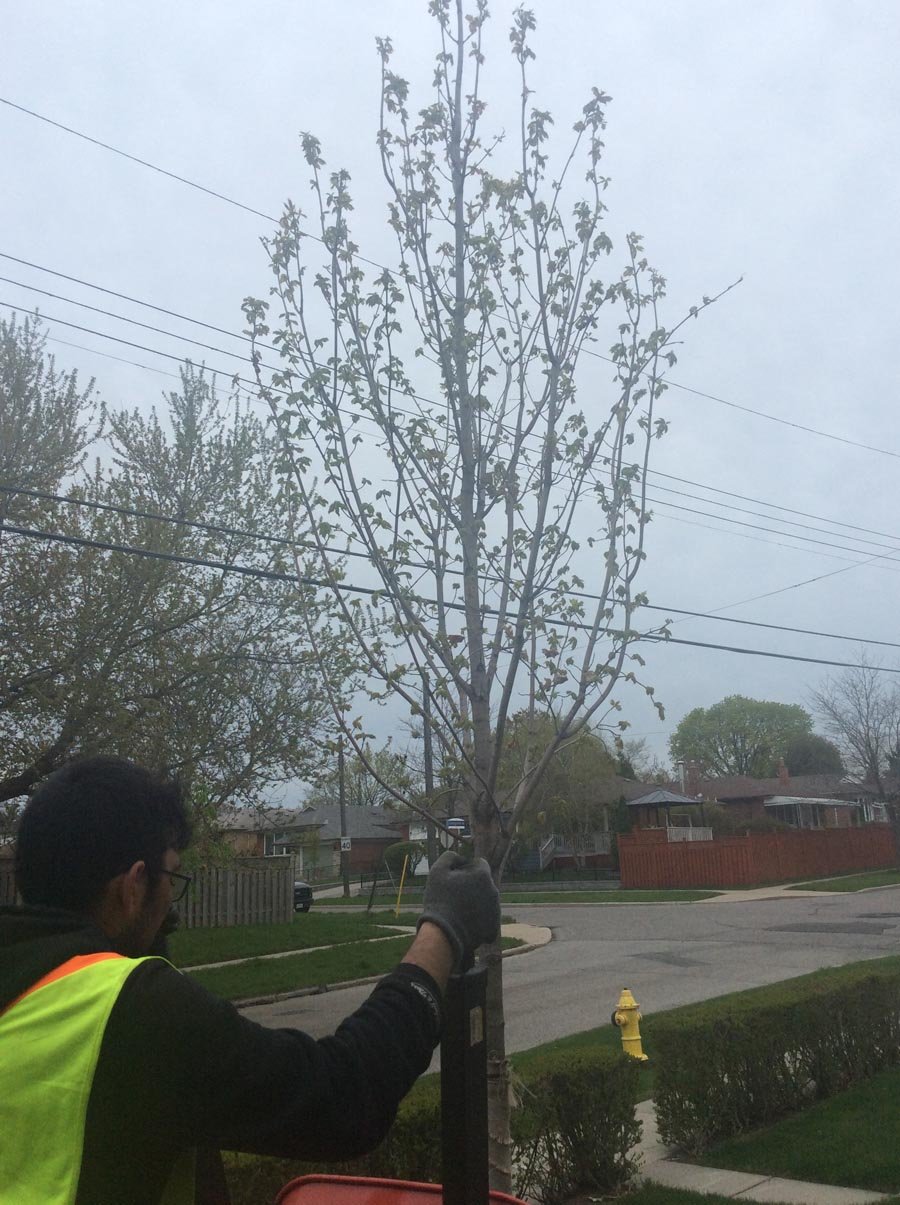 Toronto Tree Removal