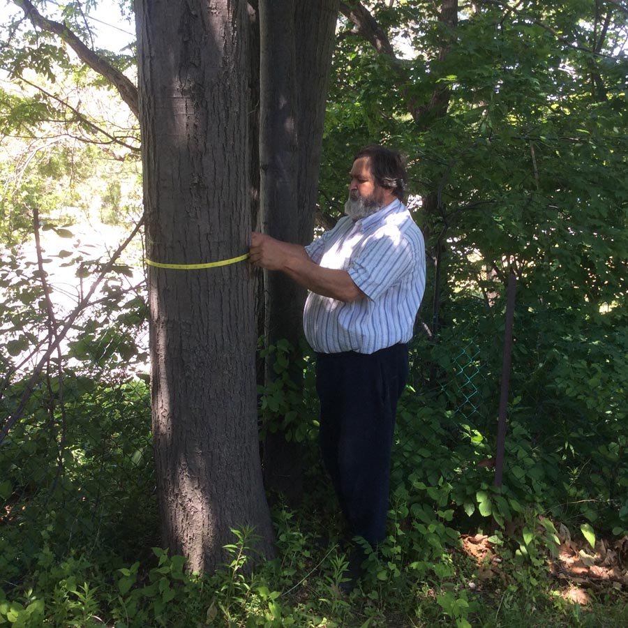 Toronto Tree Removal