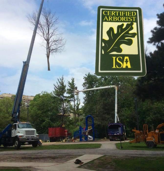 tree removal company