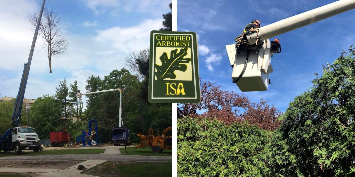 toronto tree removal company