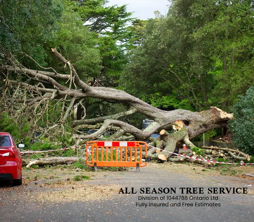 tree removal high park