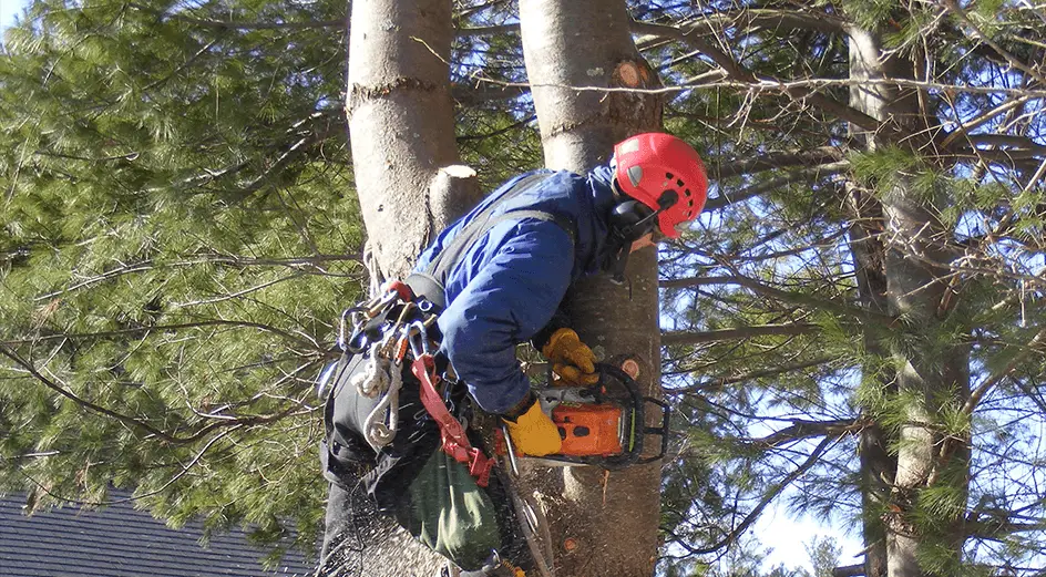 tree removal high park