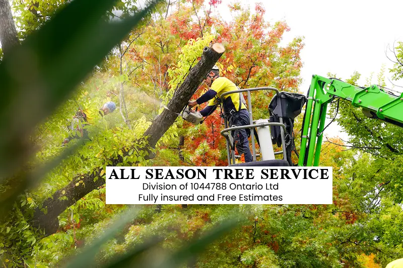 tree removal high park