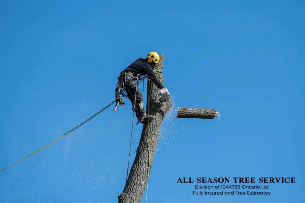 Tree Removal Services