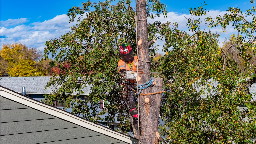 Tree Removal Services