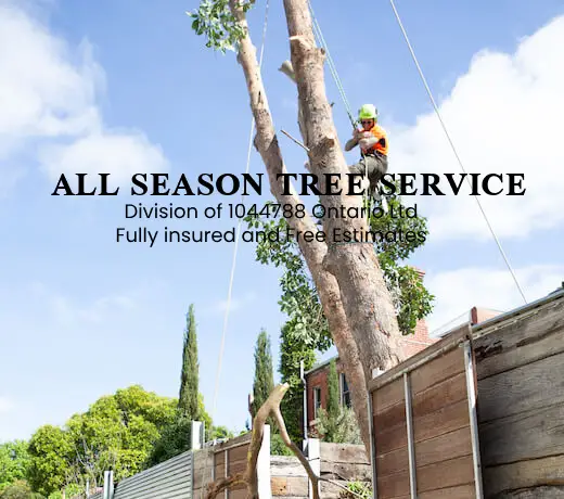 Tree Removal Services