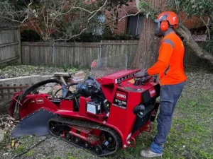 Tree Removal Services