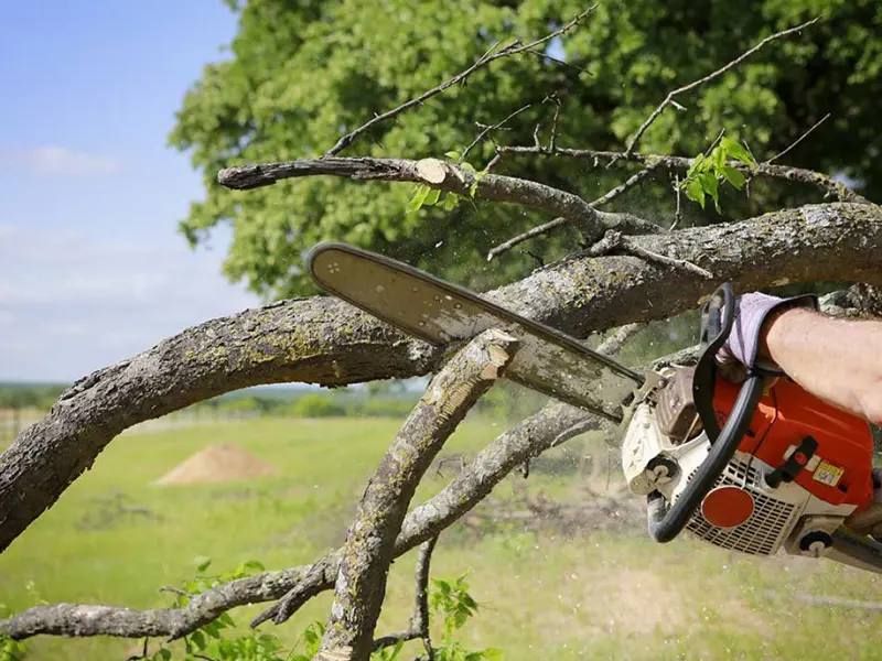 Tree Removal Services