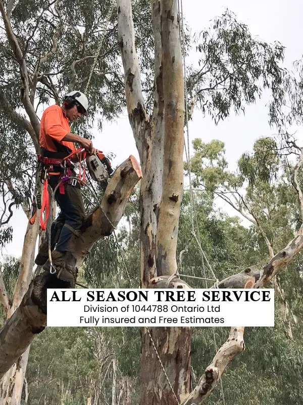 Tree Removal Services