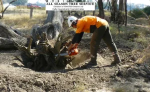 Tree Removal Services Toronto