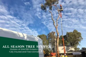 Tree Removal Services